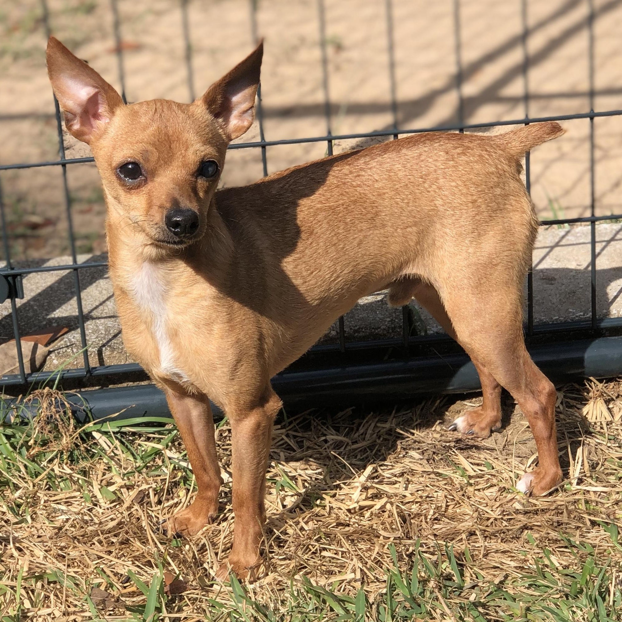 Willie, Adoptable, Adult Male Chihuahua.
