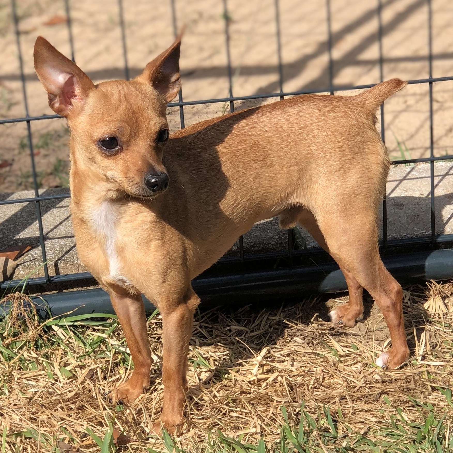 Enlarge Willie, a Adoptable Chihuahua in Magnolia Springs, AL image 2/4