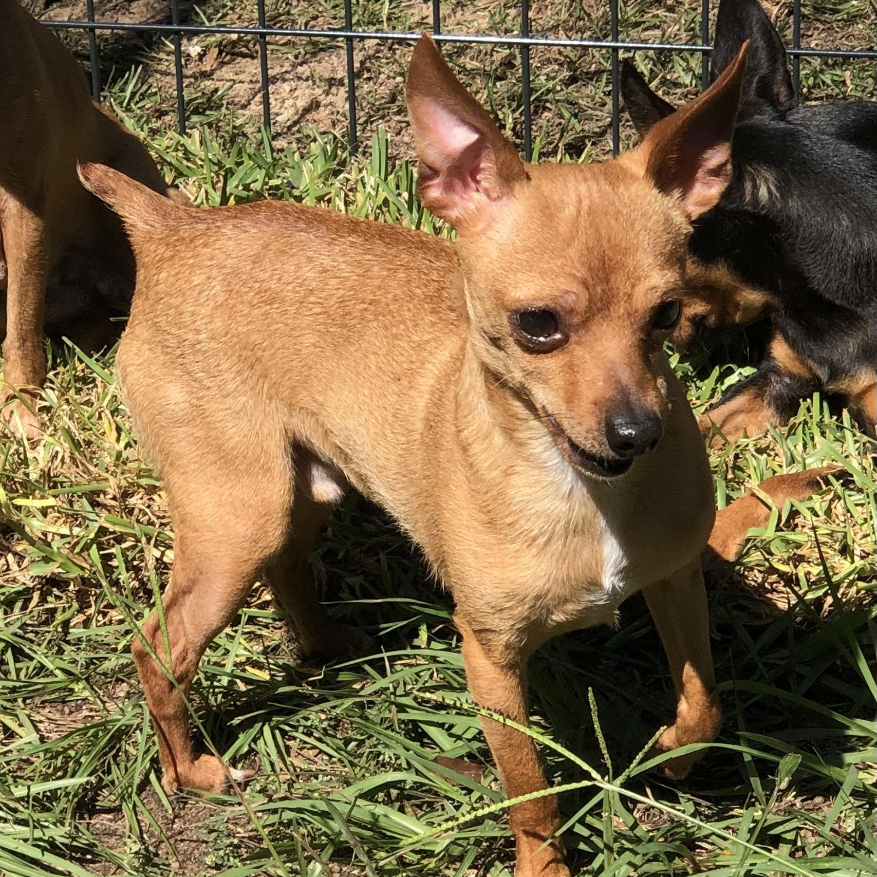Enlarge Willie, a Adoptable Chihuahua in Magnolia Springs, AL image 3/4