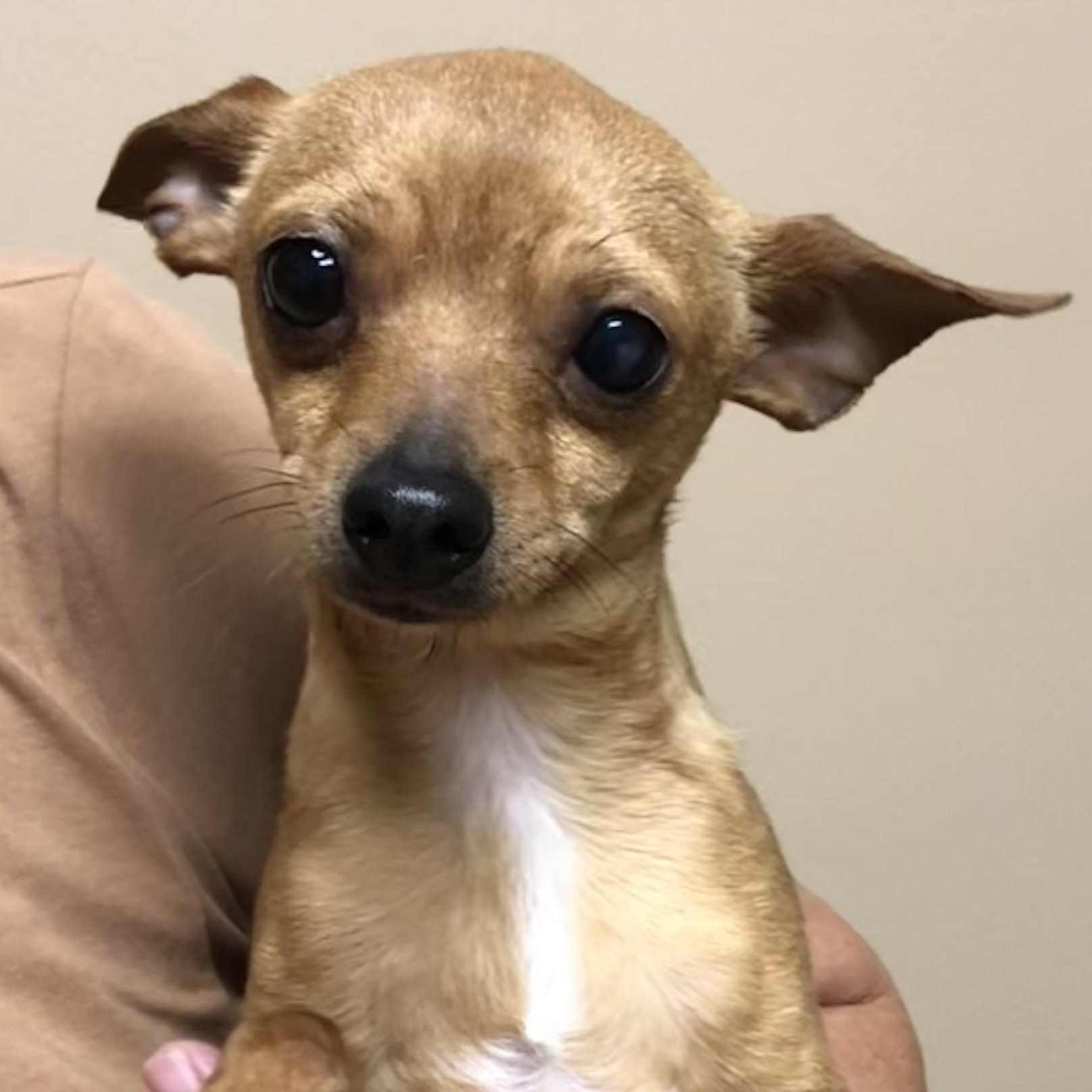 Enlarge Willie, a Adoptable Chihuahua in Magnolia Springs, AL image 4/4