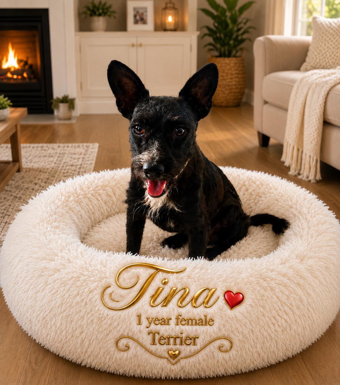 TINA 1 YEAR FEMALE TERRIER, Adoptable, Adult Female Terrier.