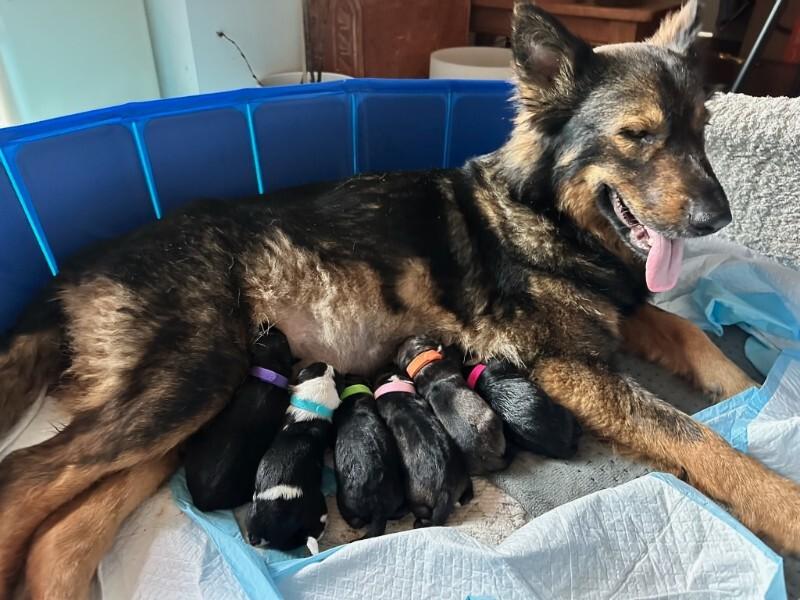 Enlarge Marina (Hot Pink), a Adoptable Shepherd in Manhattan Beach, CA image 1/4