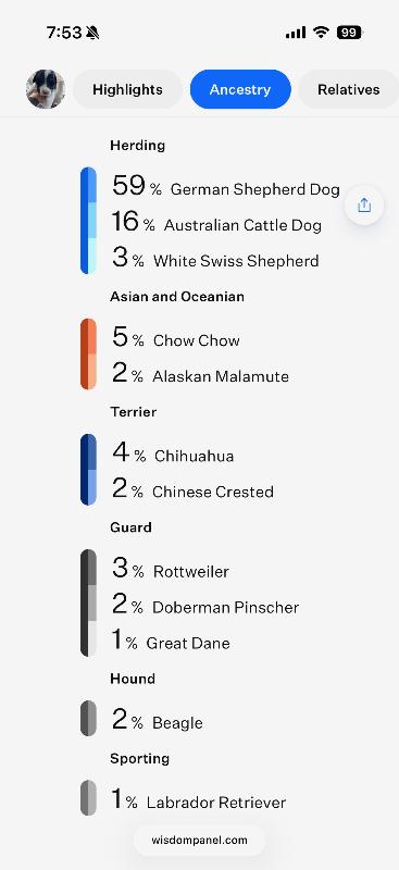 Enlarge Marina (Hot Pink), a Adoptable Shepherd in Manhattan Beach, CA image 2/4