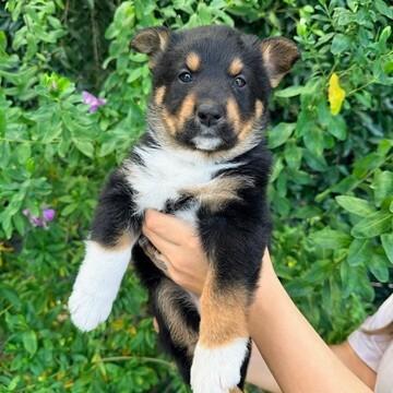 Enlarge Marina (Hot Pink), a Adoptable Shepherd in Manhattan Beach, CA image 3/4