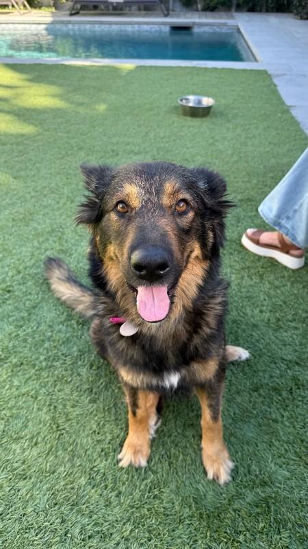Enlarge Marina (Hot Pink), a Adoptable Shepherd in Manhattan Beach, CA image 4/4