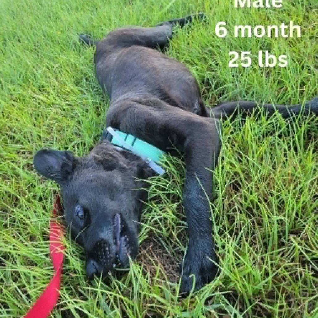 Enlarge Arthur, a Adoptable mixed breed in Tomah, WI image 1/4