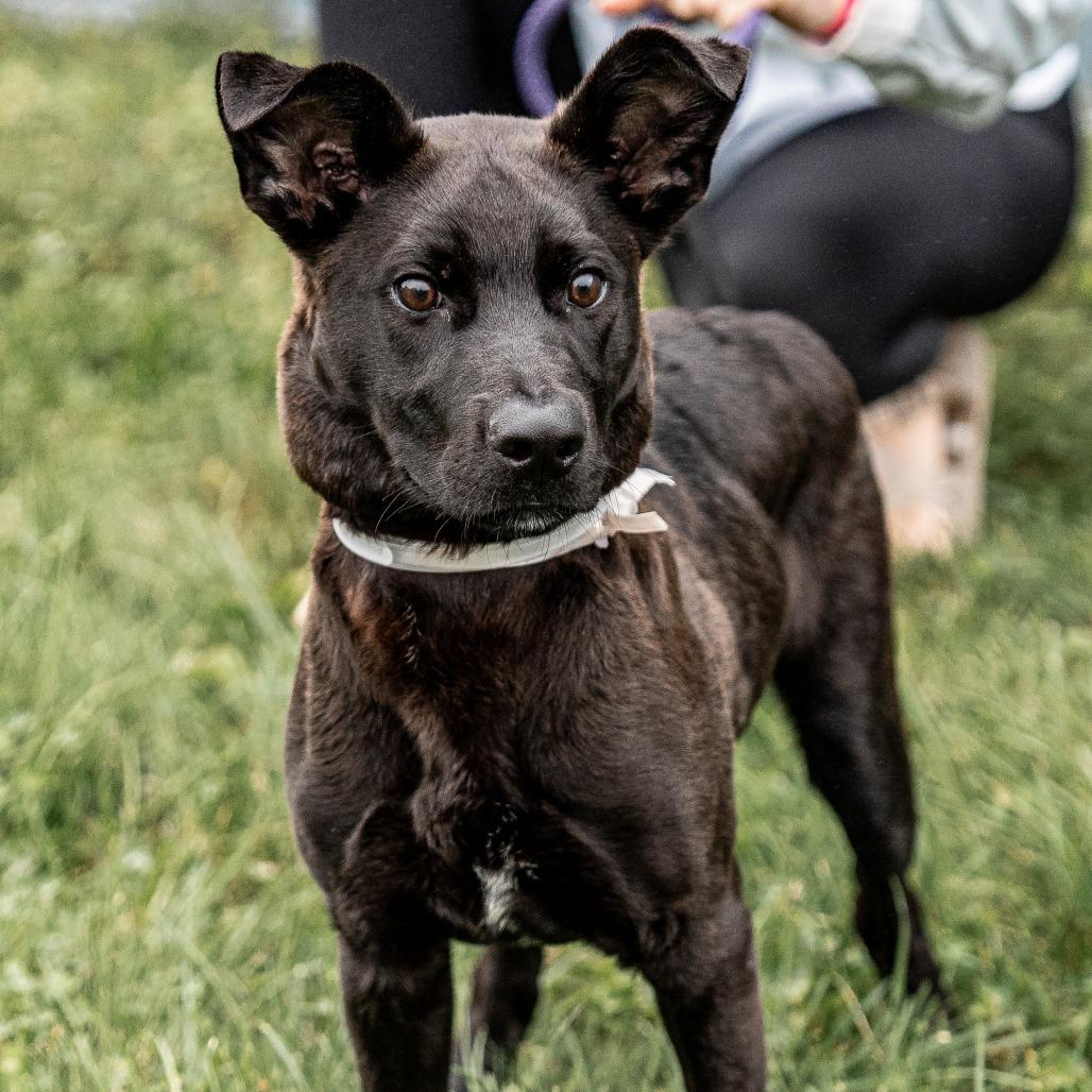 Enlarge Arthur, a Adoptable mixed breed in Tomah, WI image 2/4