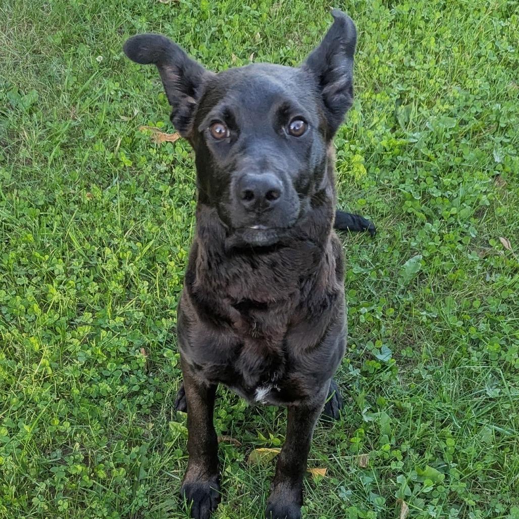 Enlarge Arthur, a Adoptable mixed breed in Tomah, WI image 3/4