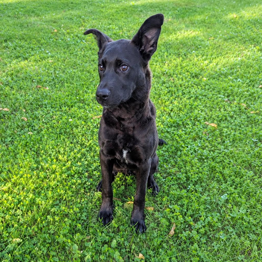 Enlarge Arthur, a Adoptable mixed breed in Tomah, WI image 4/4
