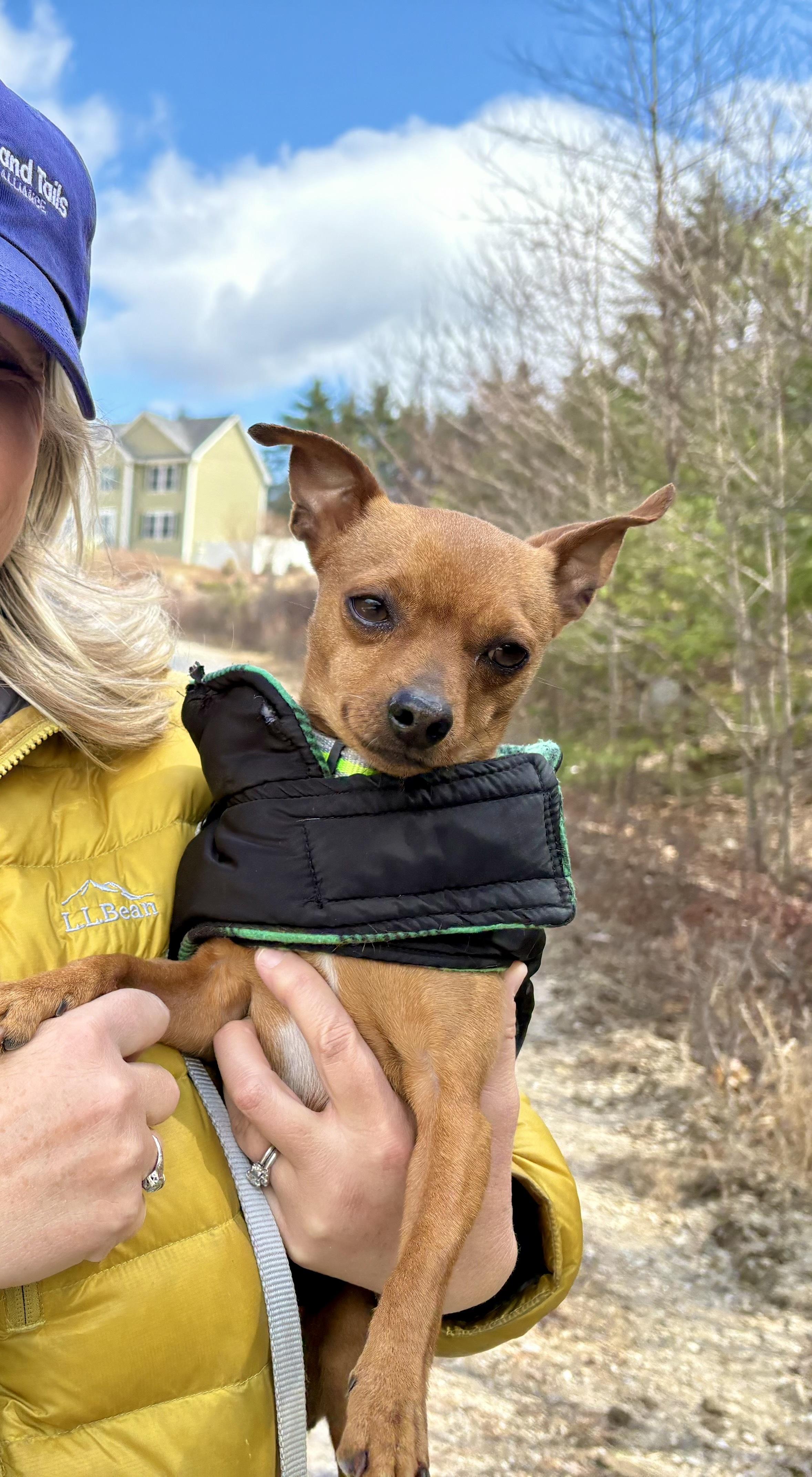 Enlarge Denny, an adopted Chihuahua in Weare, NH image 3/6