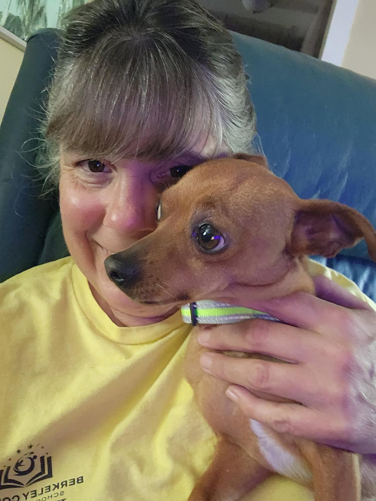 Enlarge Denny, an adopted Chihuahua in Weare, NH image 5/6