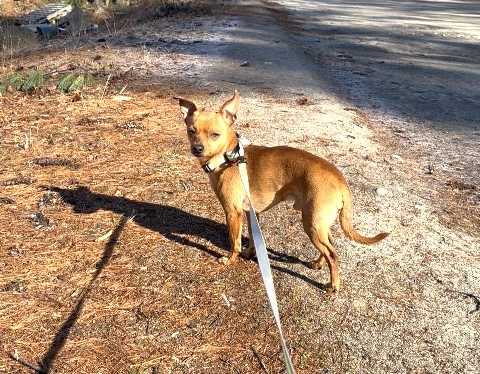 Enlarge Denny, an adopted Chihuahua in Weare, NH image 6/6