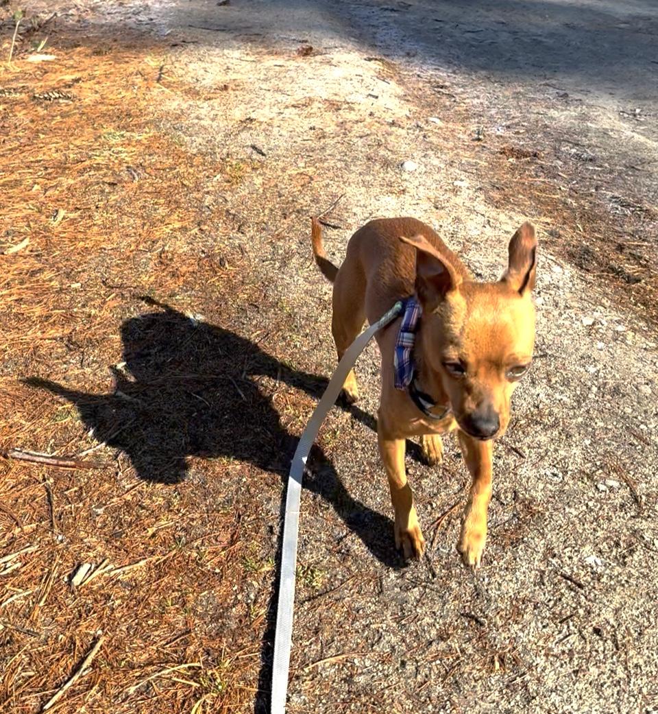 Enlarge Denny, an adopted Chihuahua in Weare, NH image 2/6