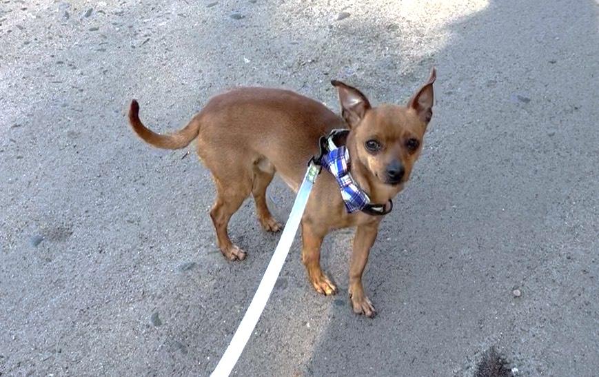 Denny, adopted, Adult Male Chihuahua.