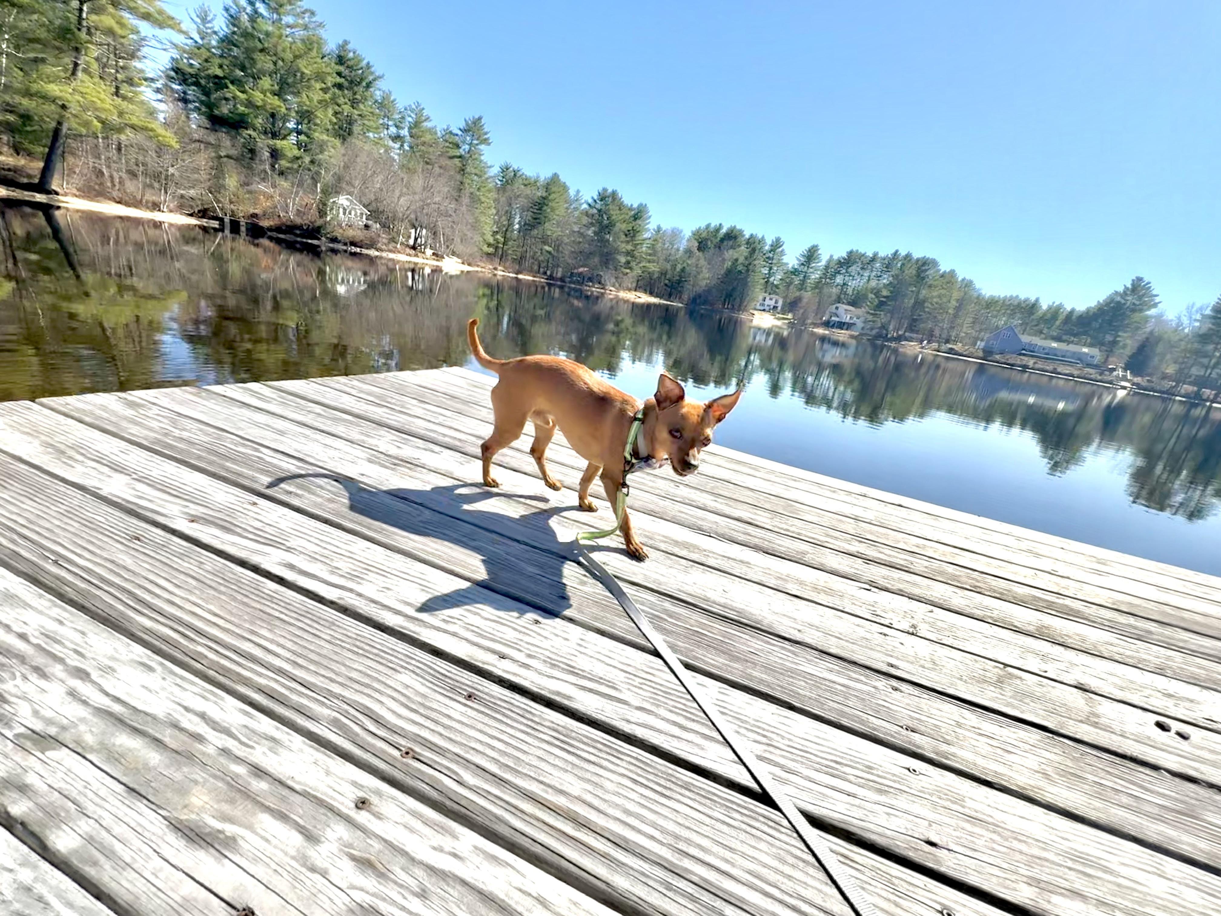 Enlarge Denny, an adopted Chihuahua in Weare, NH image 4/6