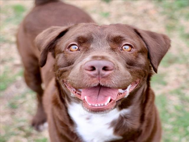 SCOUT, Adoptable, Young Male Labrador Retriever.