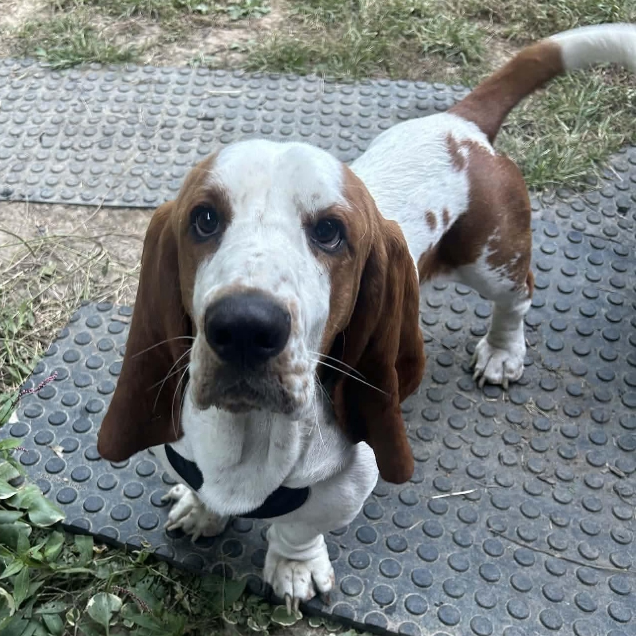 Cash, Adoptable, Young Male Basset Hound.
