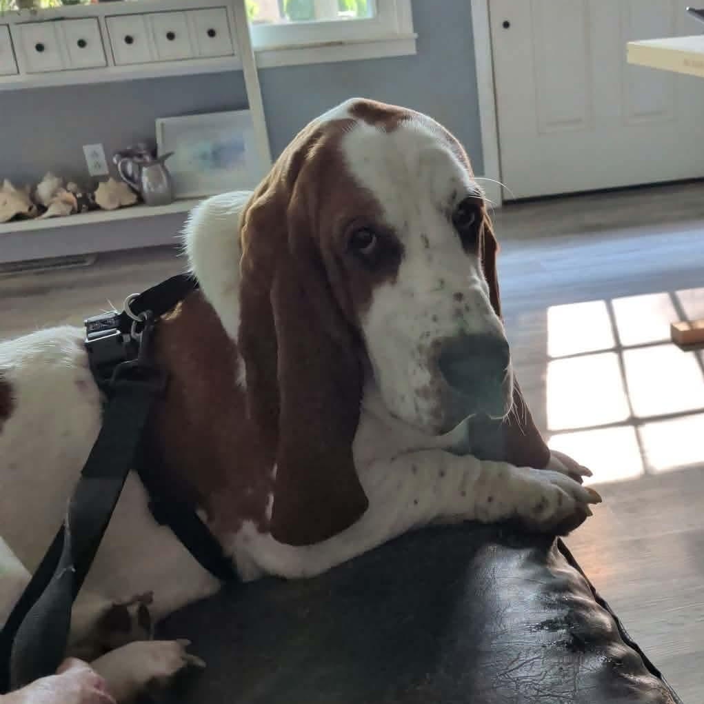 Enlarge Cash, a Adoptable Basset Hound in Knoxville, TN image 2/3