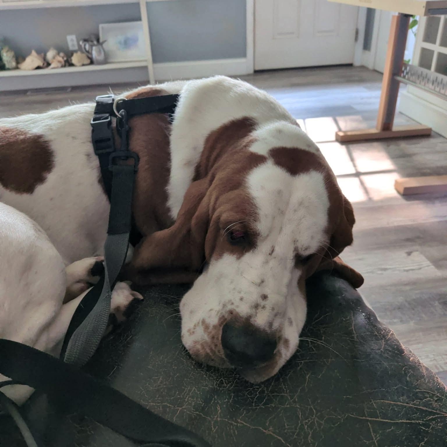 Enlarge Cash, a Adoptable Basset Hound in Knoxville, TN image 3/3
