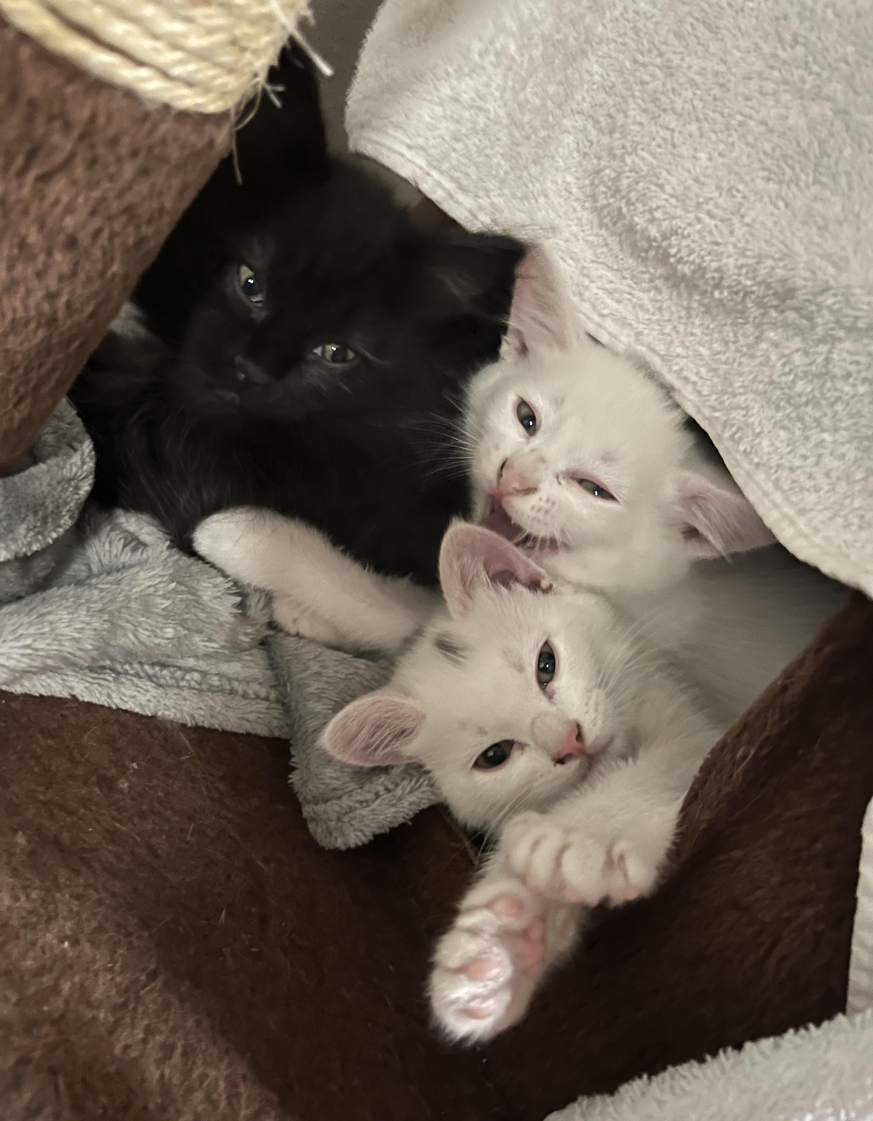 Chicken (bonded with Flint), Adoptable, Young Female Domestic Short Hair.