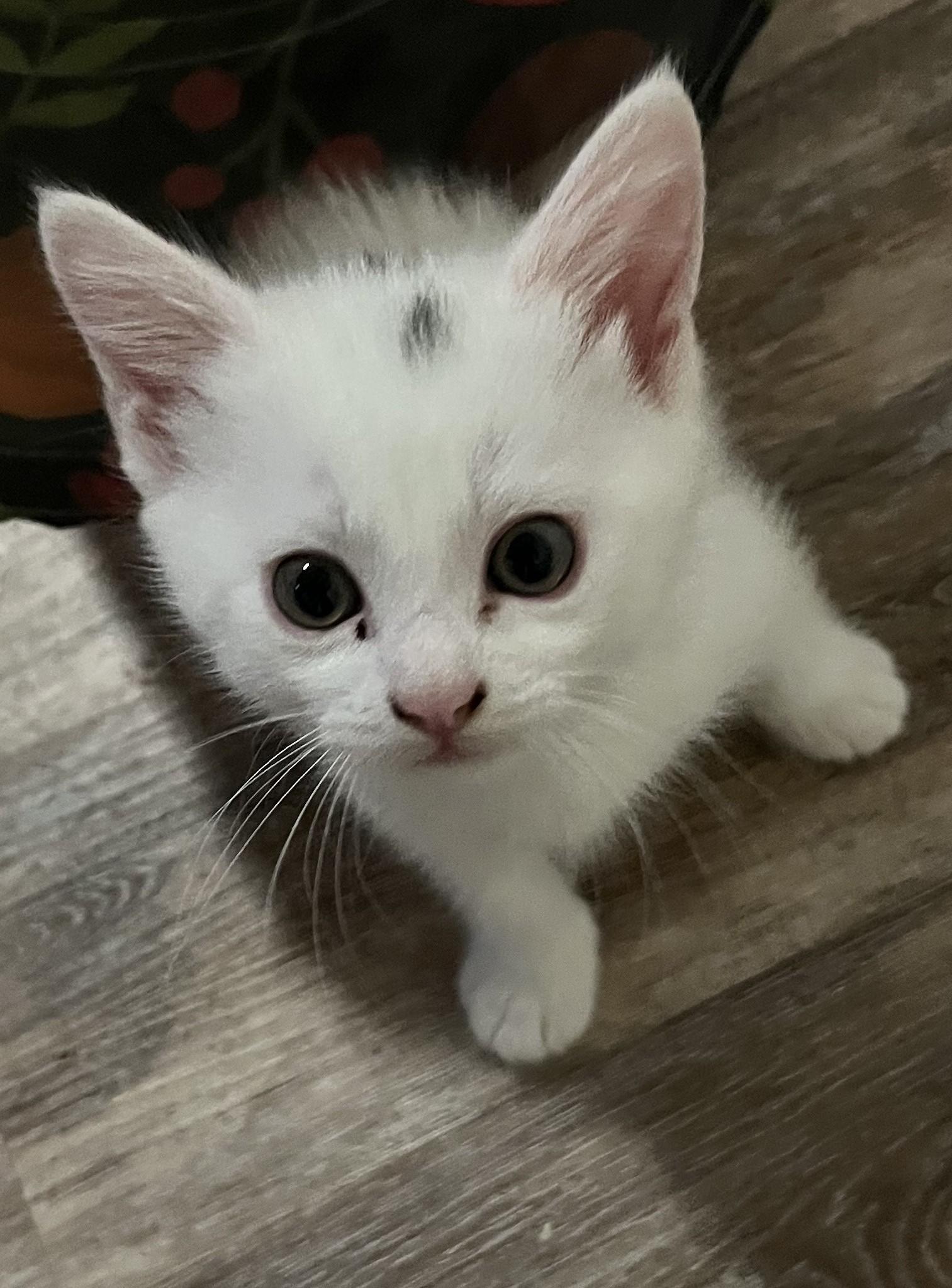 Chicken (bonded with Flint), a Adoptable Domestic Short Hair in Silverton, OR image 2/6