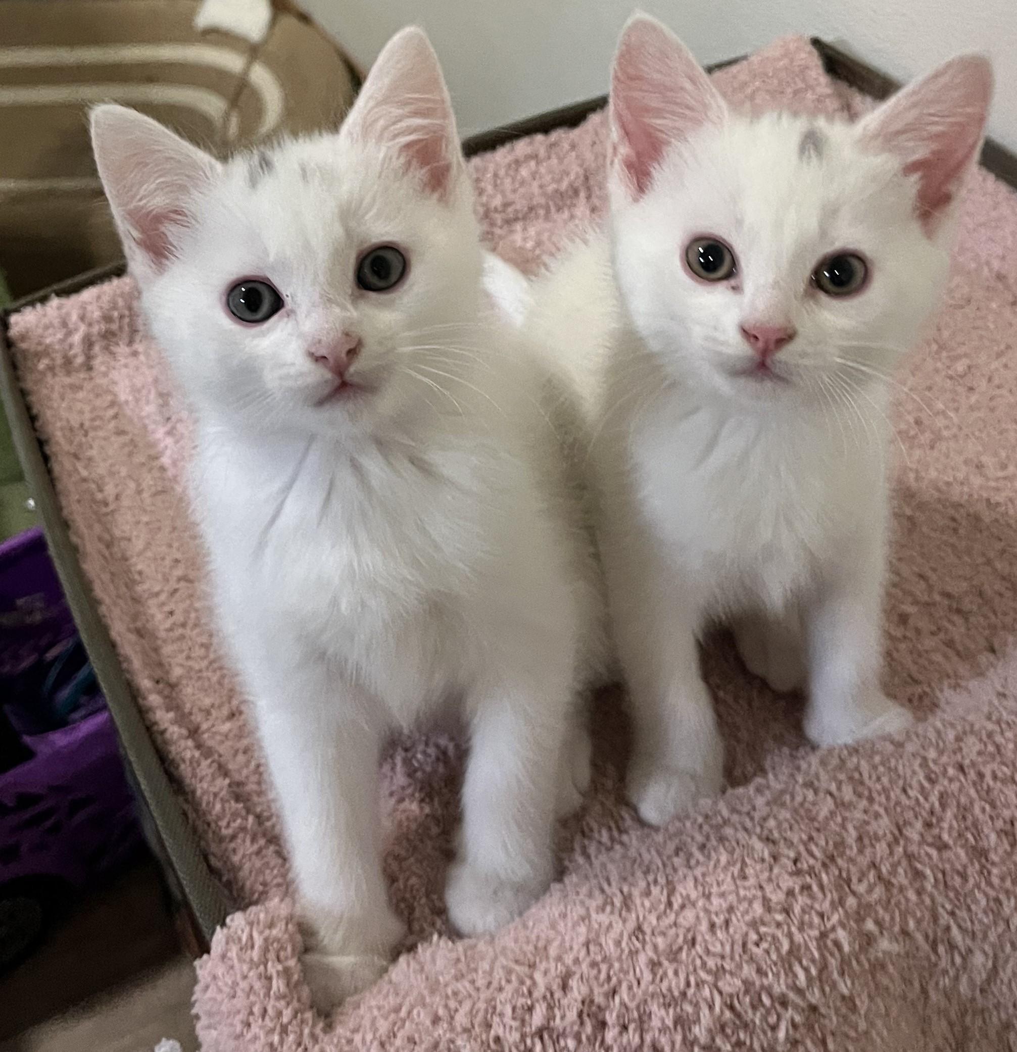 Chicken (bonded with Flint), a Adoptable Domestic Short Hair in Silverton, OR image 3/6
