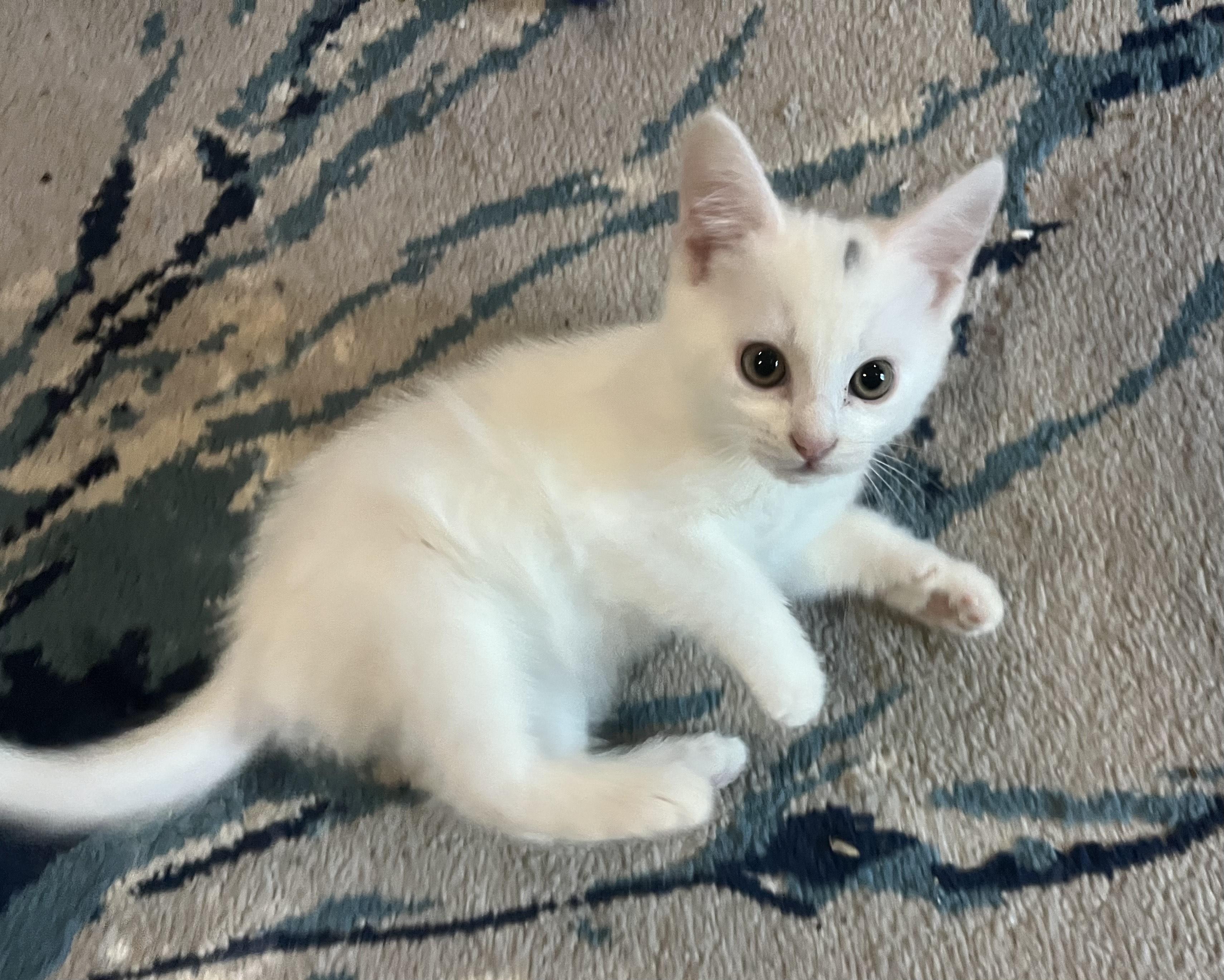 Chicken (bonded with Flint), a Adoptable Domestic Short Hair in Silverton, OR image 4/6