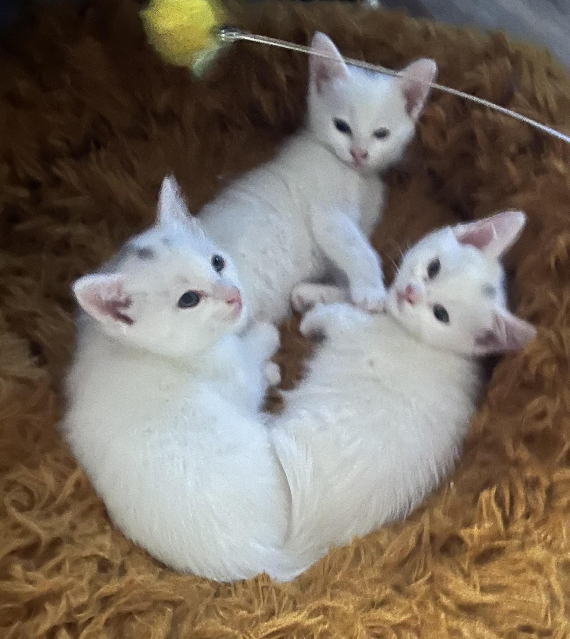 Chicken (bonded with Flint), a Adoptable Domestic Short Hair in Silverton, OR image 5/6