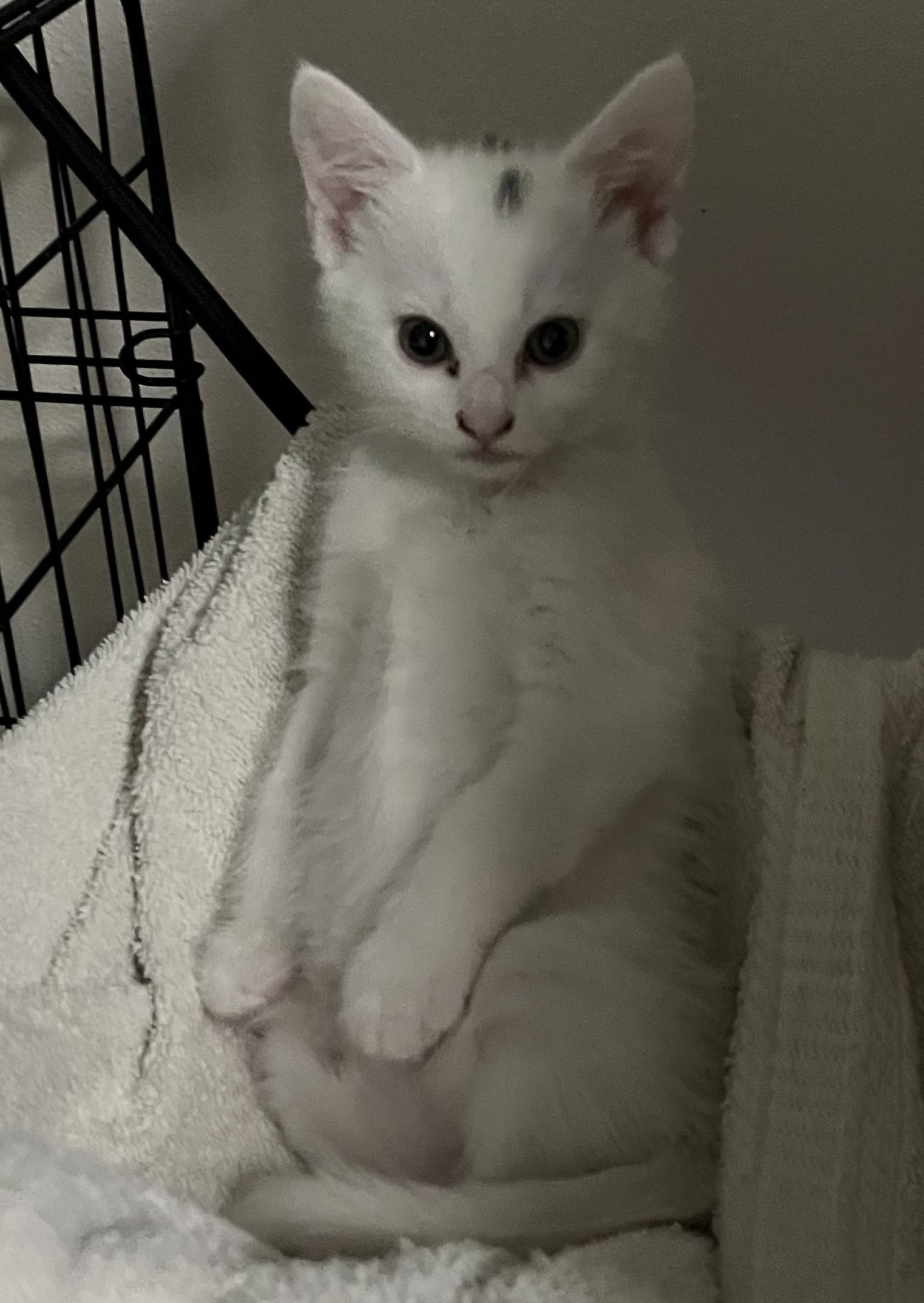 Chicken (bonded with Flint), a Adoptable Domestic Short Hair in Silverton, OR image 6/6