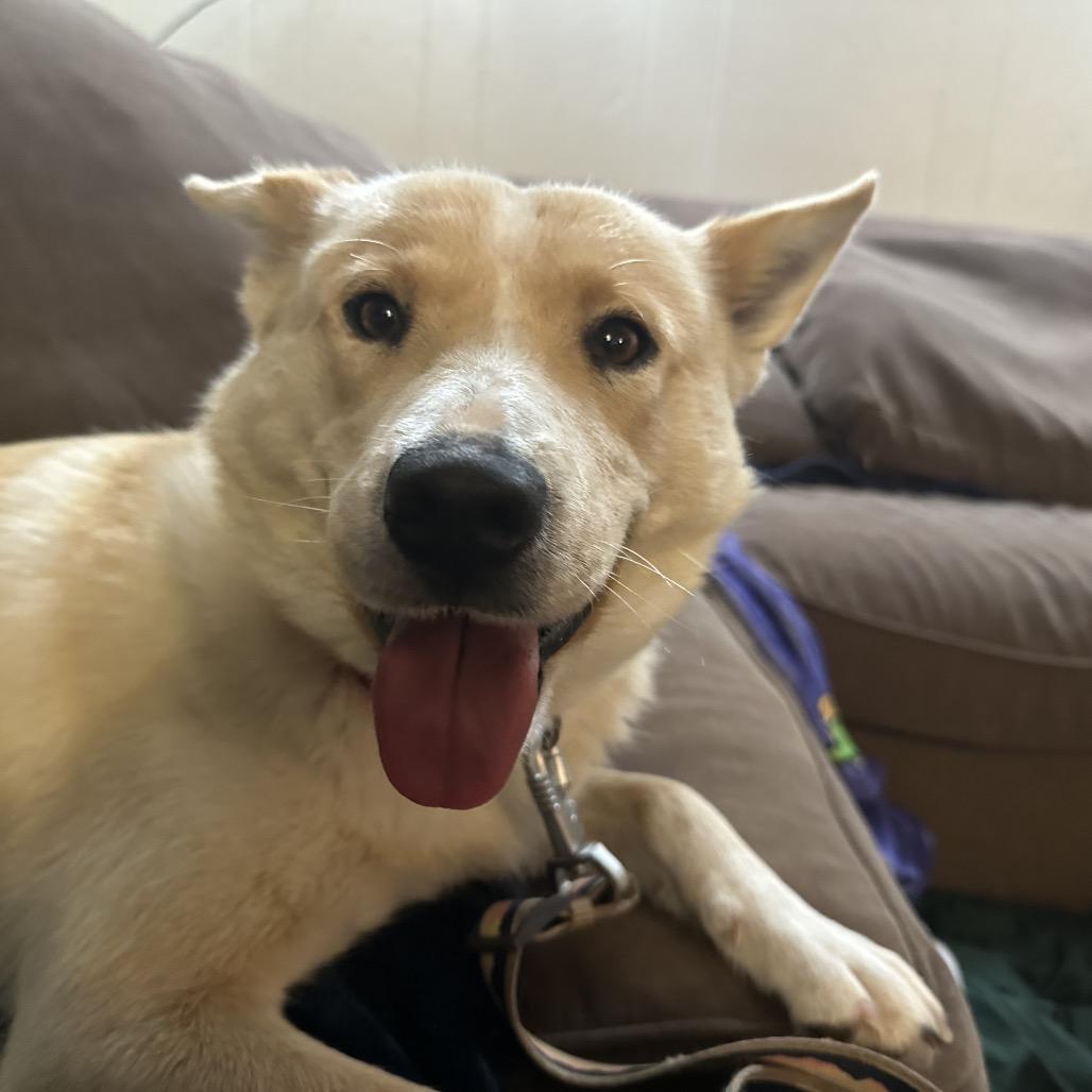 Everest, Adoptable, Adult Female Husky & Shepherd.