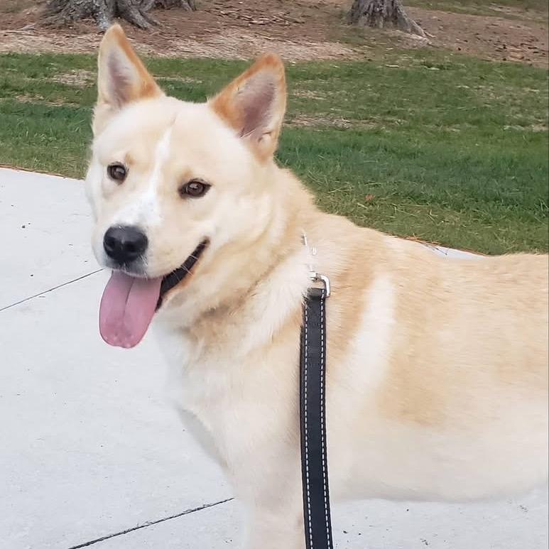 Enlarge Everest, a Adoptable mixed breed in Brainerd, MN image 2/6