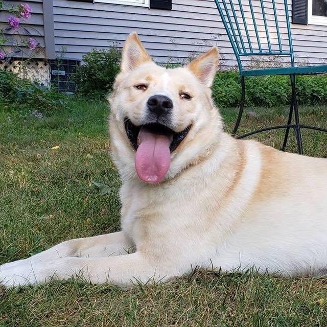 Enlarge Everest, a Adoptable mixed breed in Brainerd, MN image 3/6