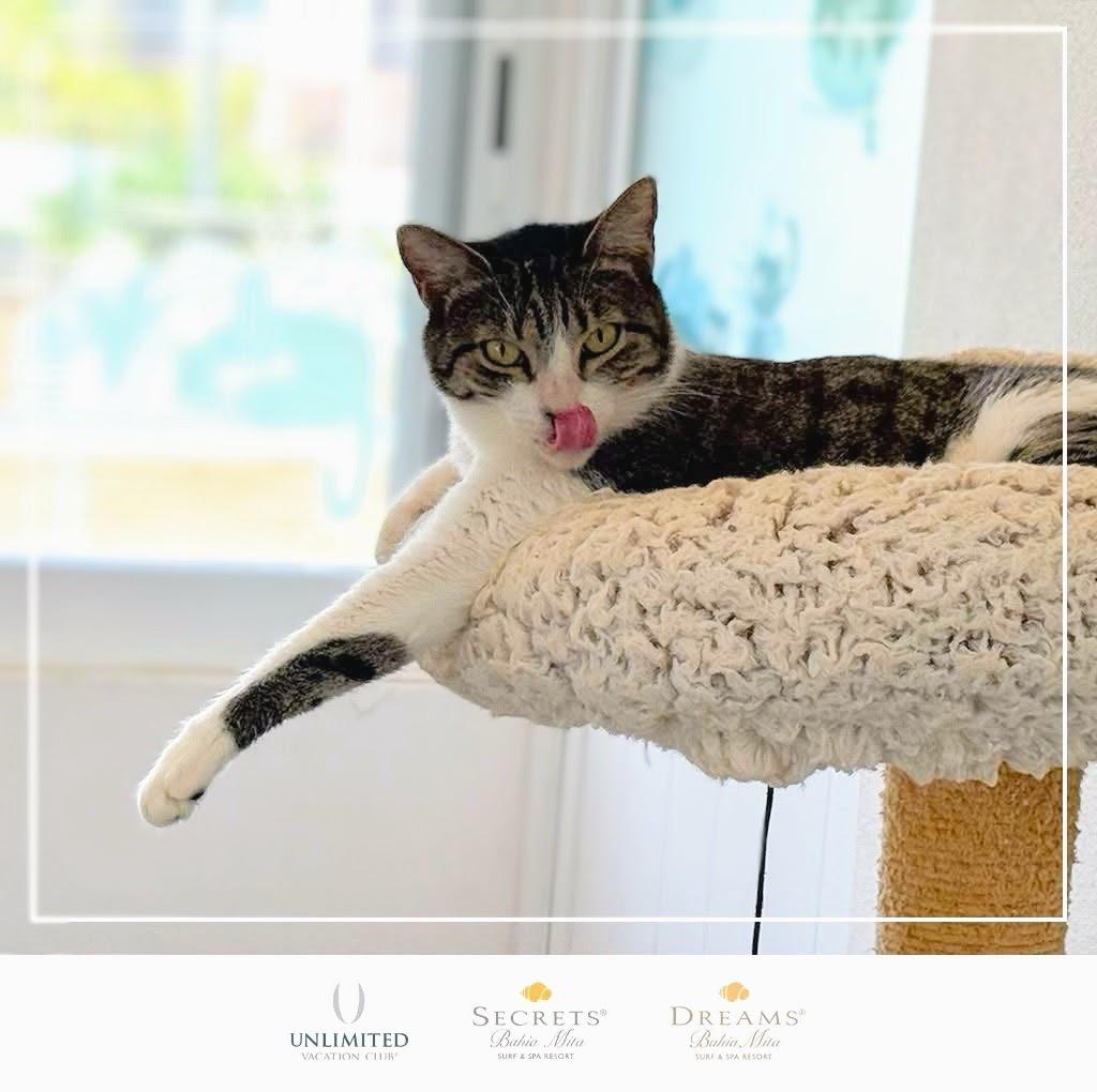 Mili, Adoptable, Adult Female American Shorthair.