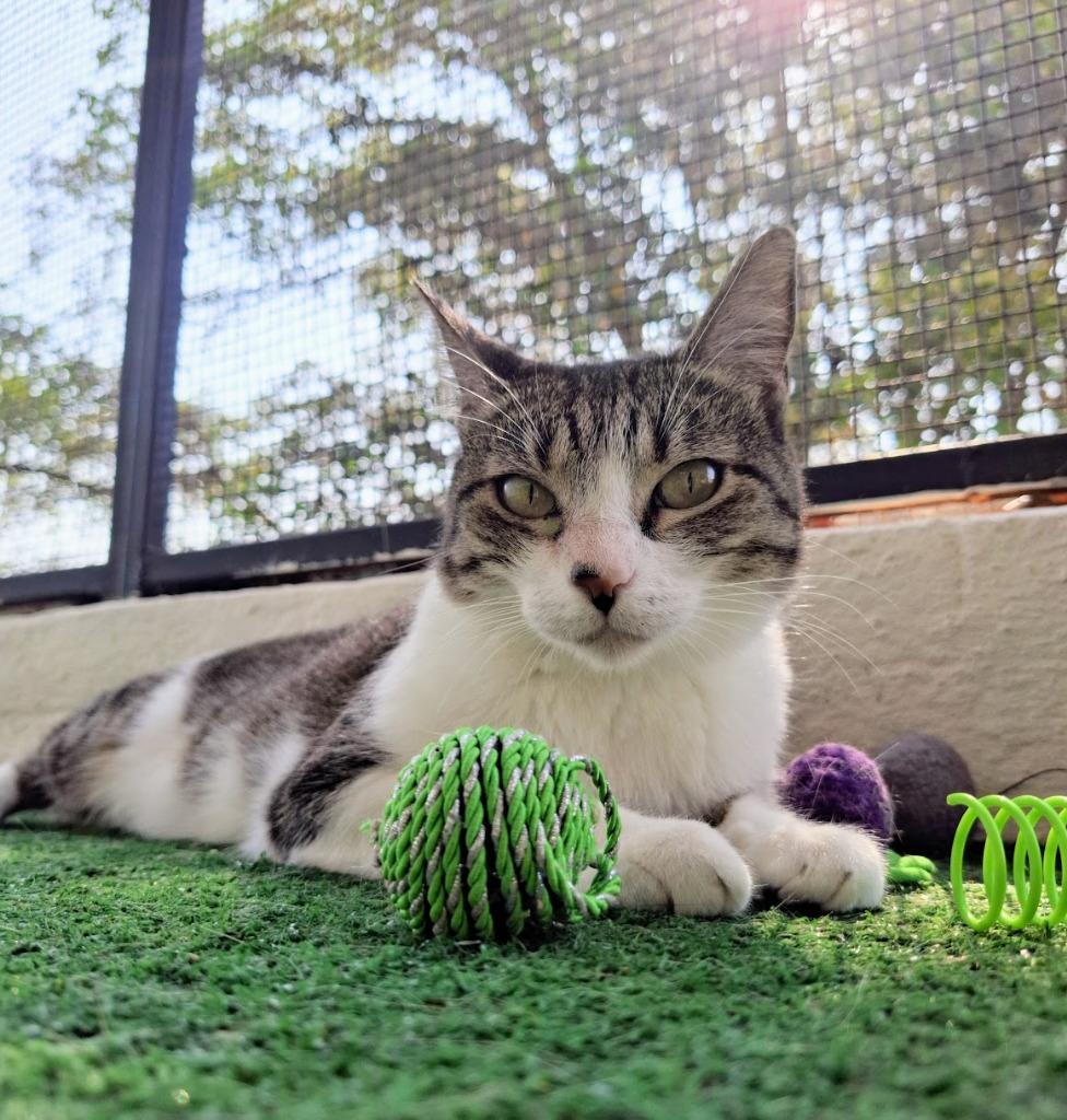 Enlarge Mili, a Adoptable American Shorthair in Corral del Risco, NAY image 2/4