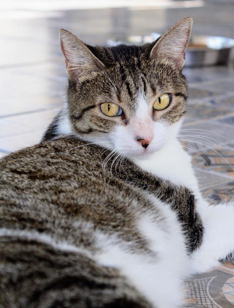 Enlarge Mili, a Adoptable American Shorthair in Corral del Risco, NAY image 3/4