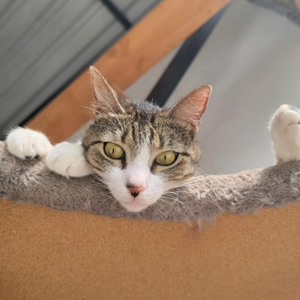 Enlarge Mili, a Adoptable American Shorthair in Corral del Risco, NAY image 4/4