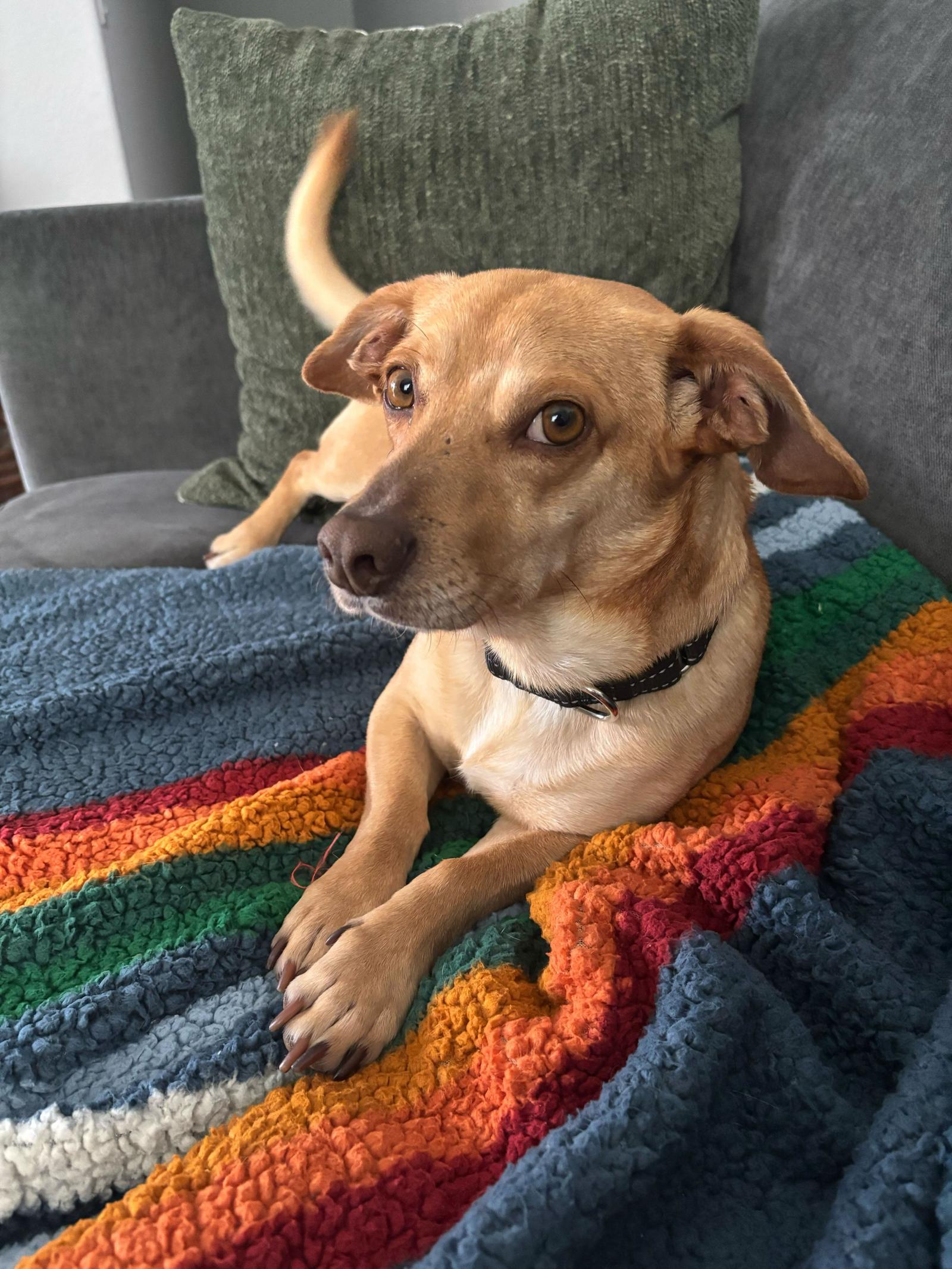 Brock, Adopted, Young Male Corgi & Chihuahua.