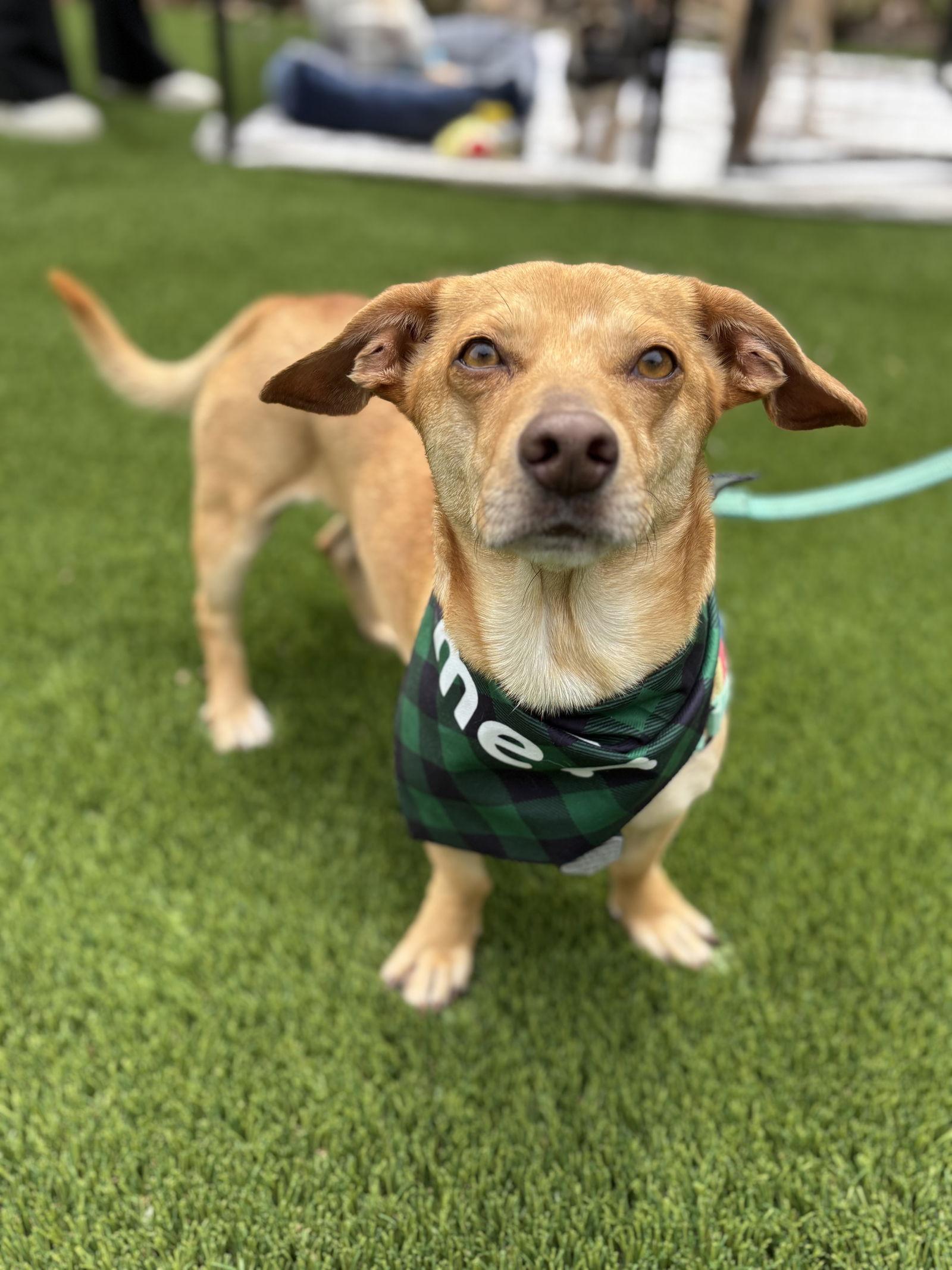 Enlarge Brock, a Adopted mixed breed in San Diego, CA image 2/3