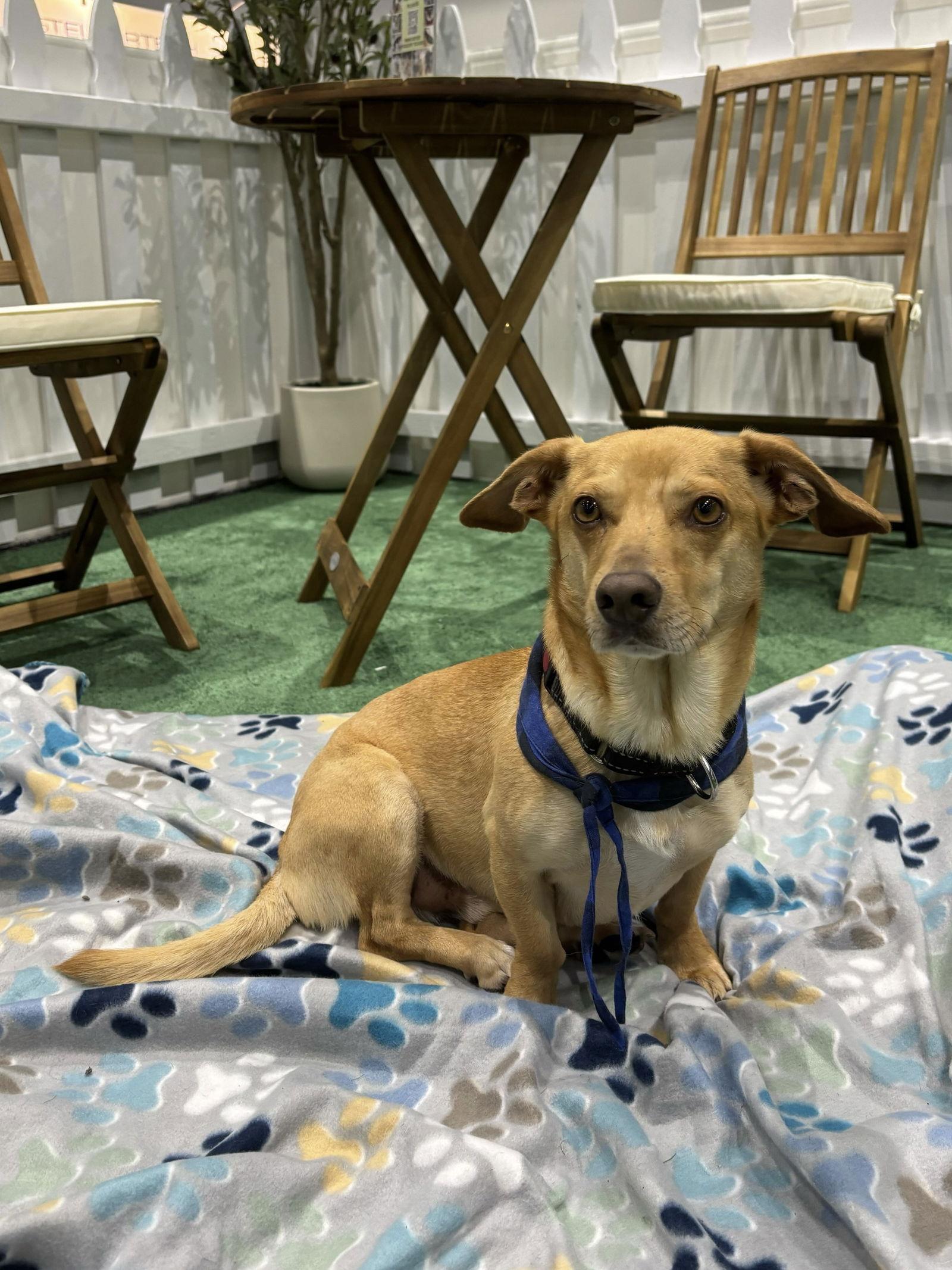 Enlarge Brock, a Adopted mixed breed in San Diego, CA image 3/3