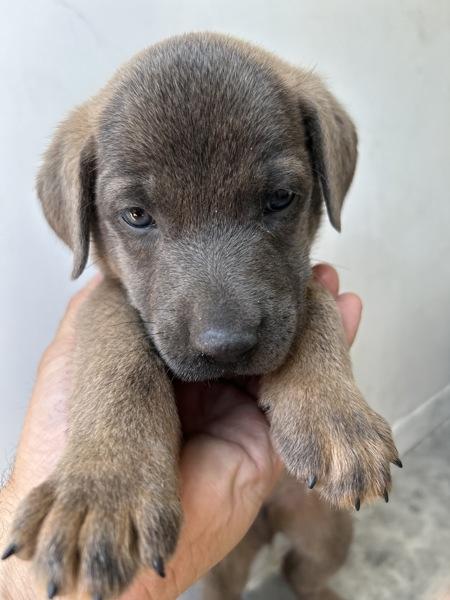 Mookie, Adoptable, Puppy Male Shepherd.