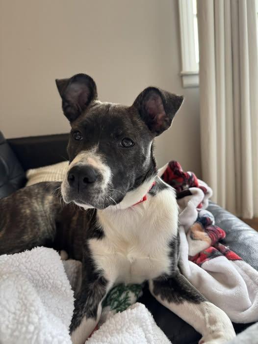 Enlarge Arya, a ADOPTABLE mixed breed in Manhattan, KS image 1/5