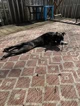 Enlarge Arya, a ADOPTABLE mixed breed in Manhattan, KS image 4/5