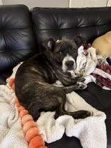 Enlarge Arya, a ADOPTABLE mixed breed in Manhattan, KS image 2/5