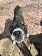 Enlarge Arya, a ADOPTABLE mixed breed in Manhattan, KS image 5/5