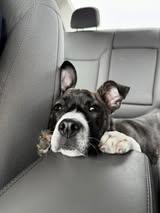 Enlarge Arya, a ADOPTABLE mixed breed in Manhattan, KS image 3/5