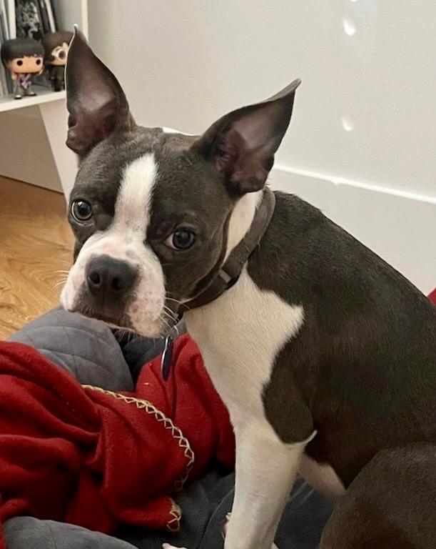 Peggy, Adopted, Young Female Boston Terrier.
