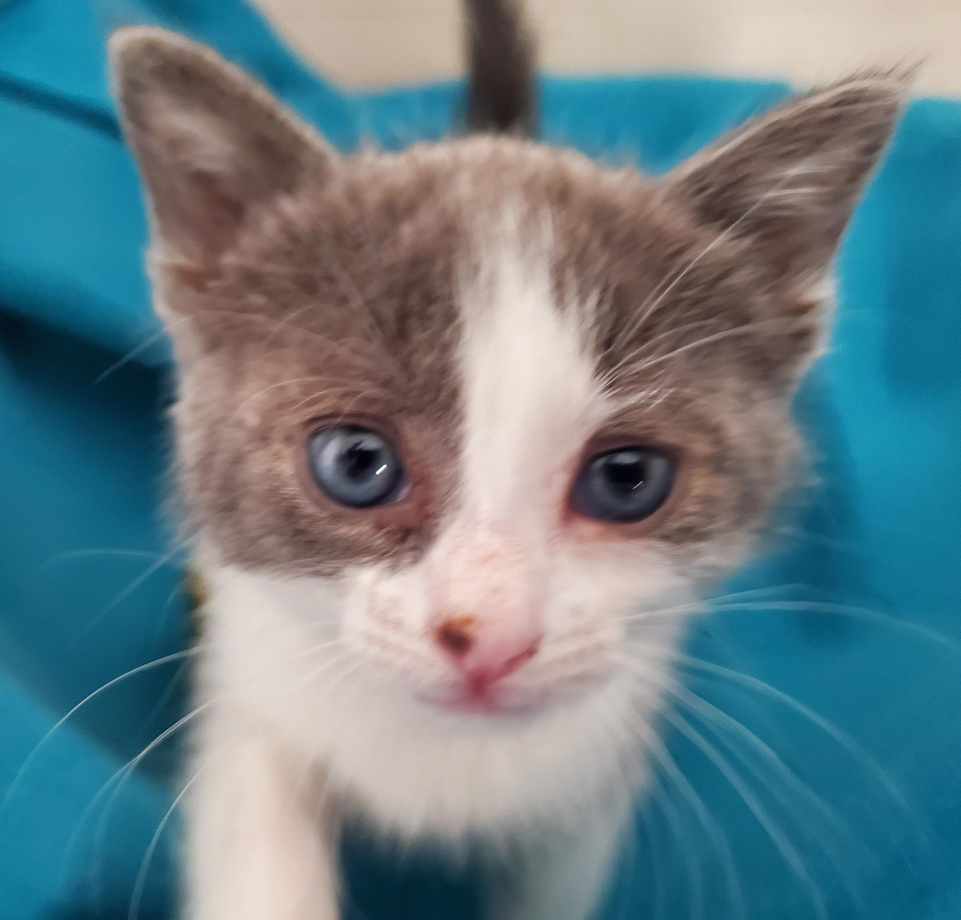 Enlarge Sundae, a Adoptable mixed breed in Carlsbad, CA image 1/4