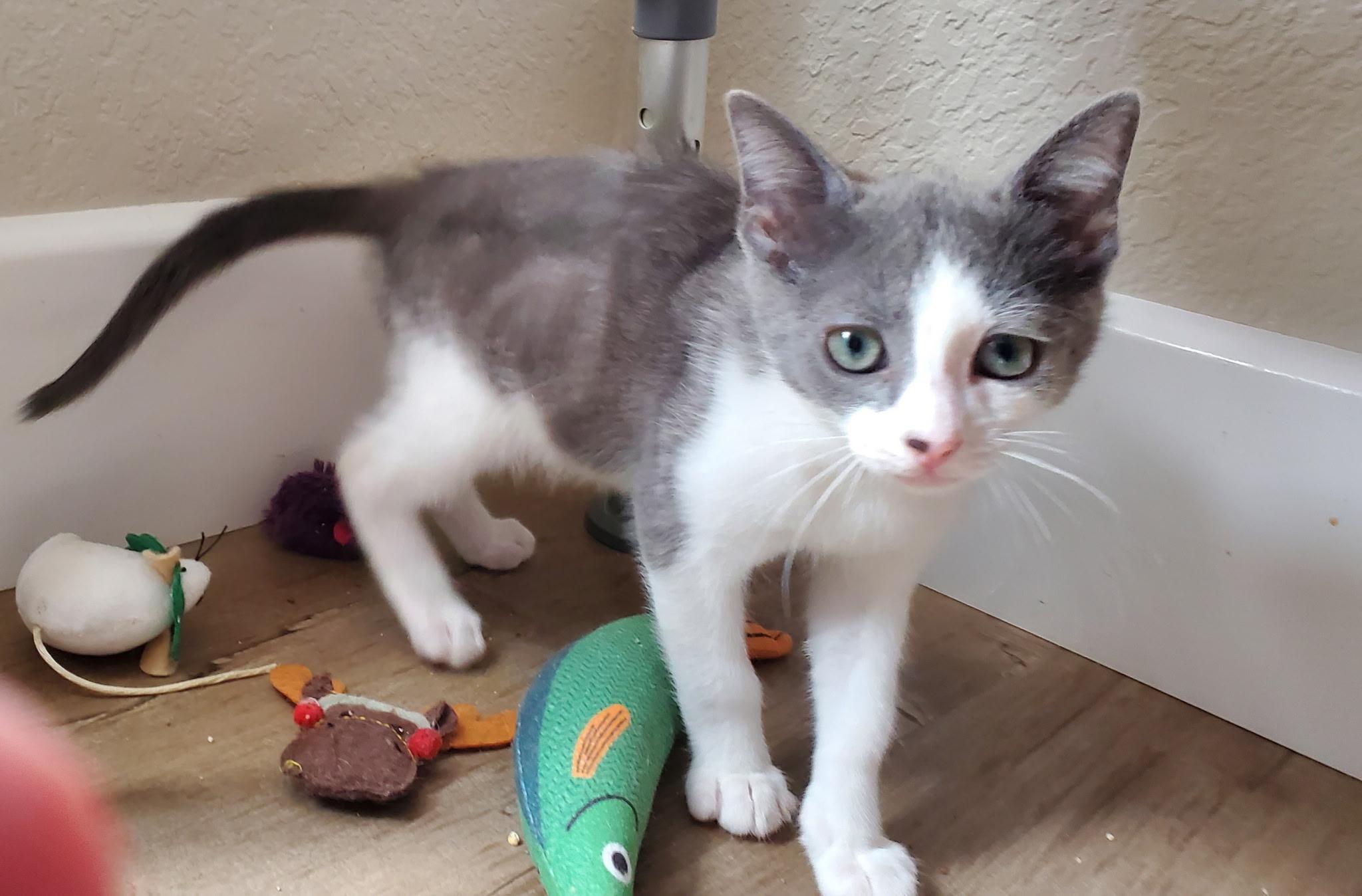 Enlarge Sundae, a Adoptable mixed breed in Carlsbad, CA image 2/4