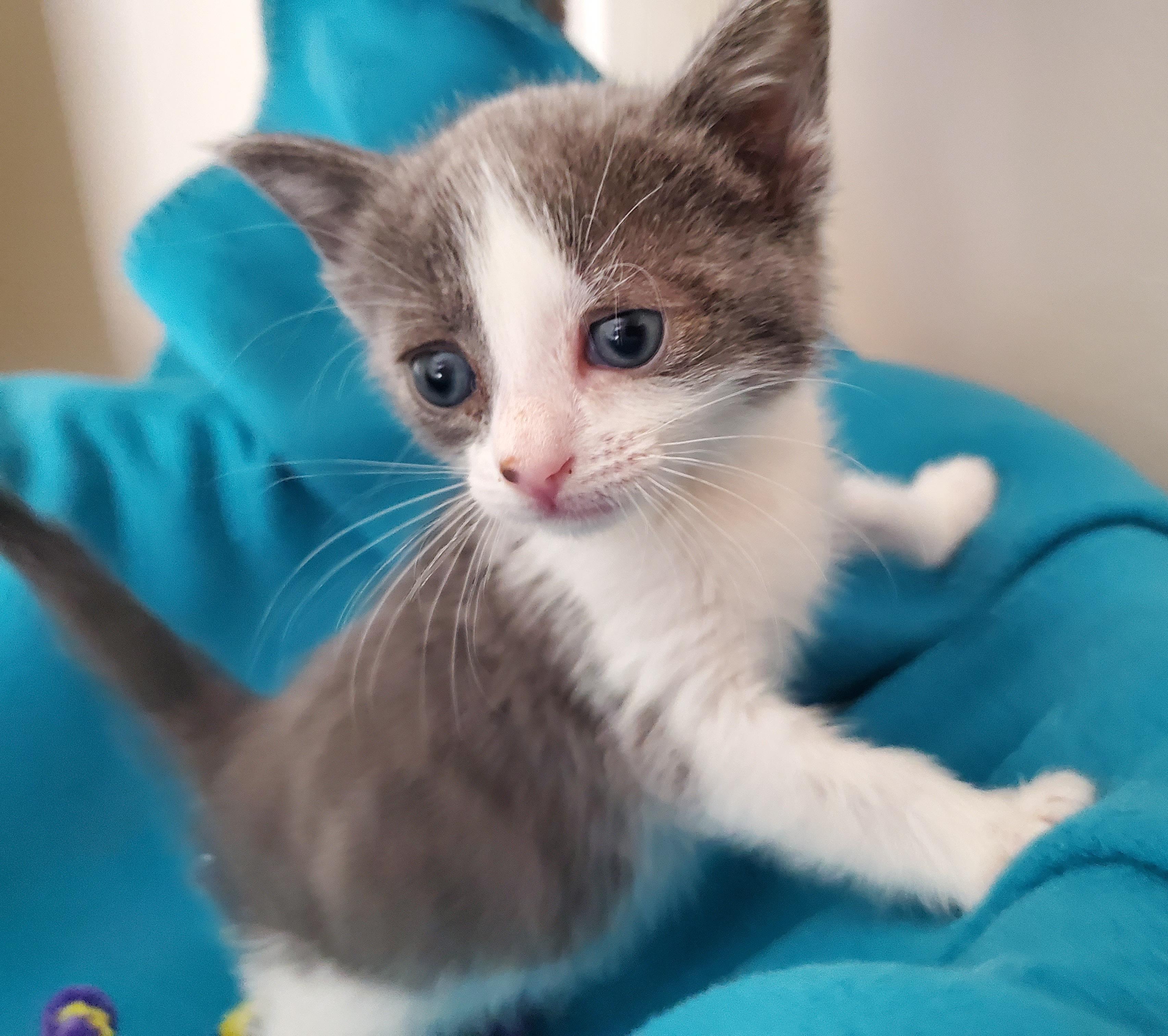 Enlarge Sundae, a Adoptable mixed breed in Carlsbad, CA image 3/4