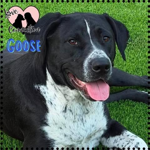 Goose, adopted, Puppy Male Australian Cattle Dog / Blue Heeler.